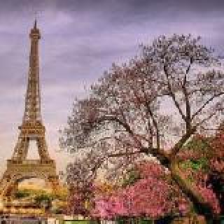 巴黎铁塔下、落满樱花