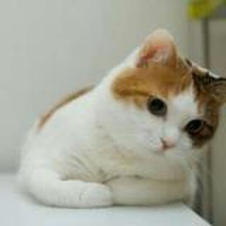 陈家小猫