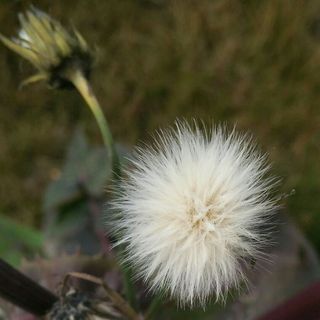 花漫漫