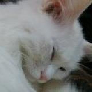 倾城月光ℓ淡如水