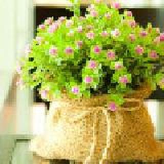 ＆蒲公英、我们签下的约定