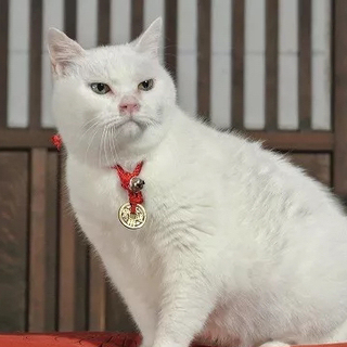豆腐脑的脑