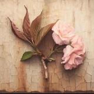 ʕ •ᴥ•ʔ丅丶西溪