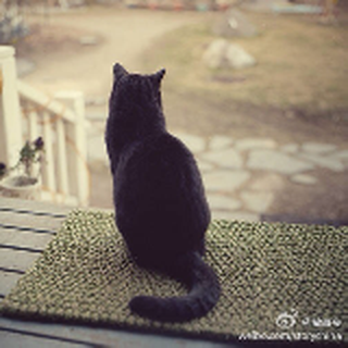 九尾血猫
