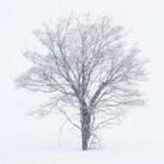 清晨五点的石头