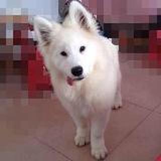 Lovely Samoyed