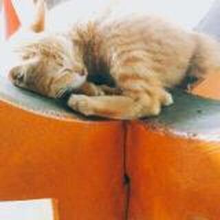 玉米玉米玉米粒