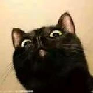 猫巷女王