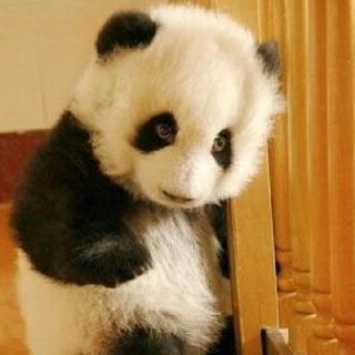 丑熊pandalily