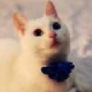 倦