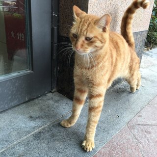 小猪