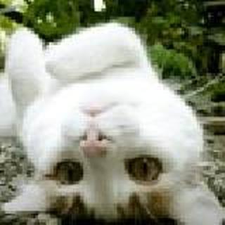 太阳不懂薄荷的凉