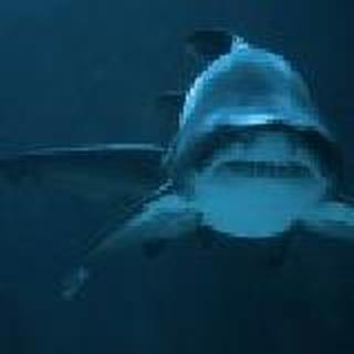 SHARK.