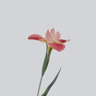 远岫