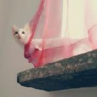 猫叔