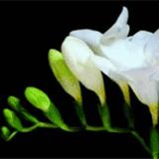 涵冰蝶舞  