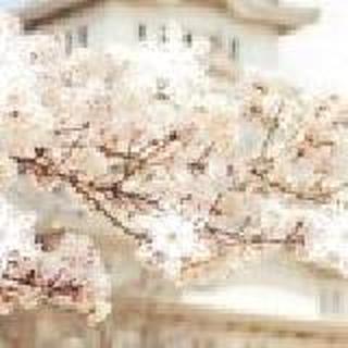 花落/谁为叹