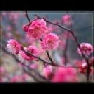 桃花依旧