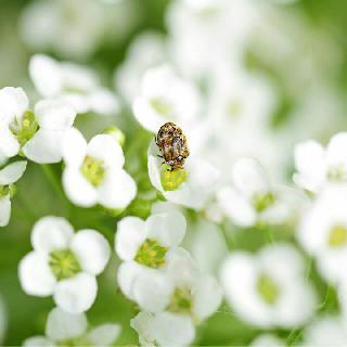 雪菲儿