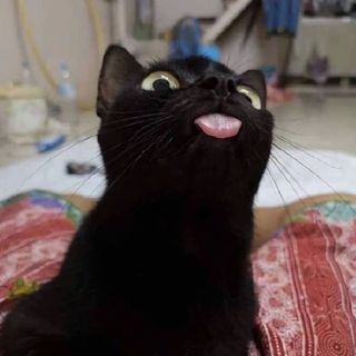 怕非
