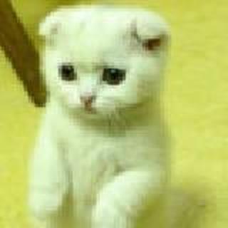 甜心 小猫咪