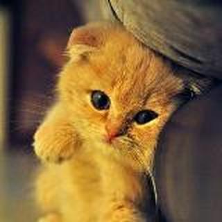 Ms.Cat