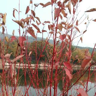 sgk_m_1446075643920