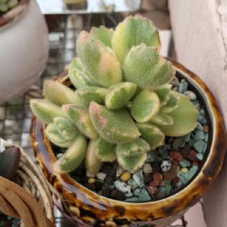 小薄荷