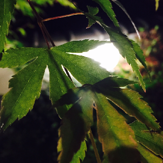 筱雯🍒