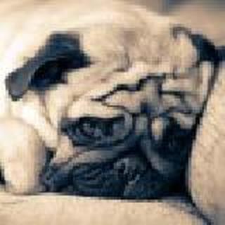 养只狗的名字叫猫好吗~