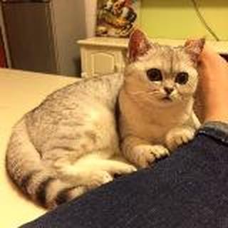 我和我的猫星人