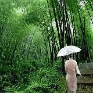竹林空雨