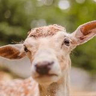 鹿鹿鹿鹿鹿鹿✨