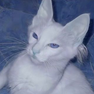 欲温