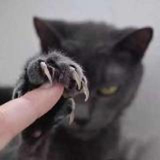 🐱小艺