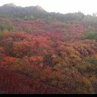 爬山虎一岁一红