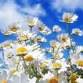 侧耳倾听---爱在夏天