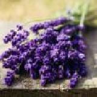 夏尚未央，匆匆半夏