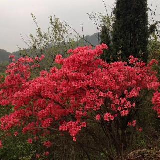 鑫鑫
