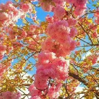 艺涵