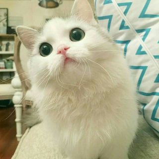 袁羽襄
