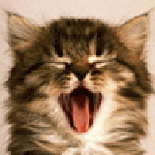 猫🐱