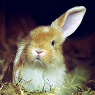 可爱的兔兔