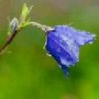 彼岸花开，仰望幸福