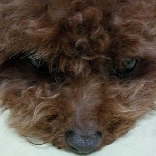 蝴蝶公主