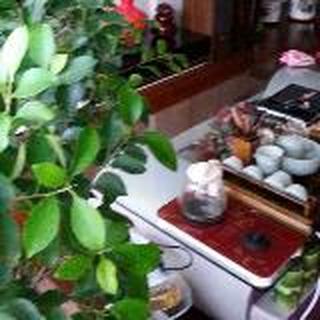 刘瑞菊