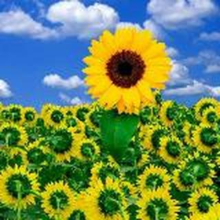 欣欣    亲了你一口并