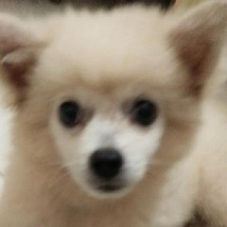 依依