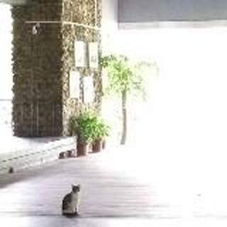 菠菜小王子