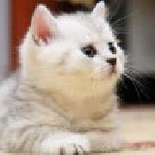 ♔ 懒癌晚期已弃疗